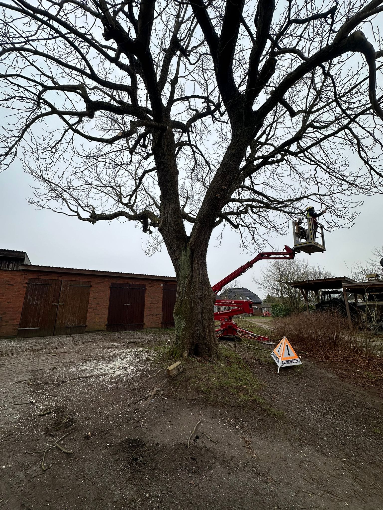 Hubsteiger-Einsatz an einer großen Eiche