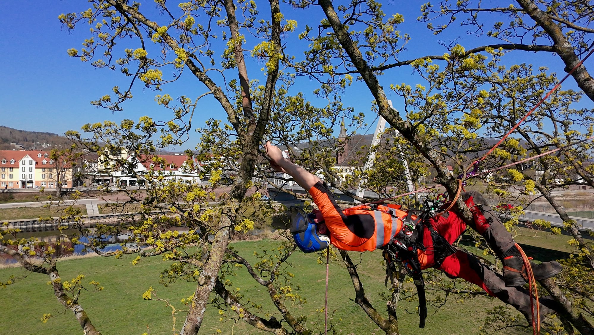 Kronenpflege im Frühjahr im urbanen Raum